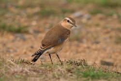 Wheatear photographed at Rocquaine Bay on 30/4/2005. Photo: &copy; Barry Wells