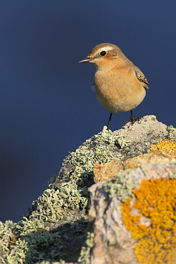 Wheatear photographed at Pleinmont on 30/8/2008. Photo: &copy; Steve Levrier