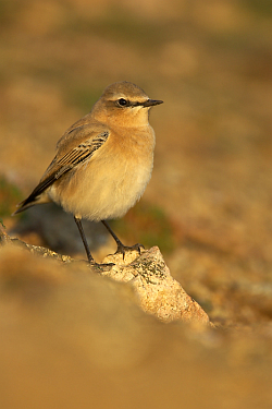 Wheatear photographed at Pleinmont on 15/9/2008. Photo: &copy; Steve Levrier