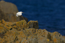 Little Egret photographed at Fort le Crocq on 21/9/2008. Photo: &copy; Steve Levrier