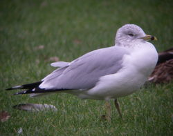 Ring-billed Gull photographed at Saumarez Park on 2/1/2008. Photo: &copy; Mark Guppy
