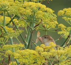 Fan-tailed Warbler photographed at Port Soif on 14/8/2009. Photo: &copy; Mark Lawlor
