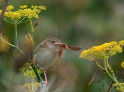 Fan-tailed Warbler photographed at Port Soif on 14/8/2009. Photo: &copy; Mark Lawlor