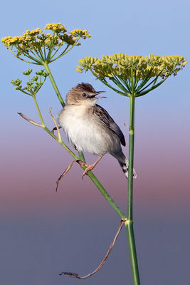 Fan-tailed Warbler photographed at Port Soif Nature Trail [SO2] on 2/8/2009. Photo: &copy; Paul Hillion