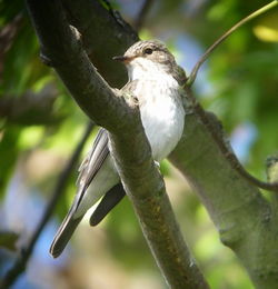 Spotted Flycatcher photographed at Mount Row, SPP on 12/9/2009. Photo: &copy; Mark Guppy