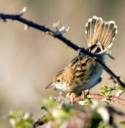 Fan-tailed Warbler photographed at Port Soif on 30/3/2009. Photo: &copy; Phil Alexander
