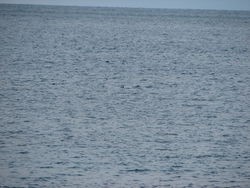 Black-throated Diver photographed at Grandes Havres on 5/1/2010. Photo: &copy; Jamie Hooper