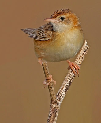 Fan-tailed Warbler photographed at Port Soif Nature Trail on 2/8/2009. Photo: &copy; Chris Bale