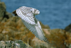  photographed at Lihou Island on 6/4/2009. Photo: &copy; Chris Bale