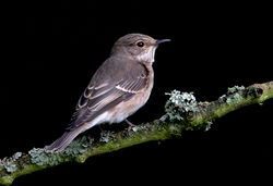 Spotted Flycatcher photographed at Saumarez Park on 15/9/2009. Photo: &copy; Chris Bale