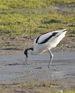 Avocet photographed at Old Aerodrome [OLD] on 9/1/2010. Photo: &copy; Wayne Atkinson