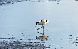 Avocet photographed at L\'Eree Aerodrome on 9/1/2010. Photo: &copy; Stuart Dunn