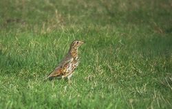 Mistle Thrush photographed at Rue du Marais, CAT [MA4] on 13/1/2010. Photo: &copy; Mark Lawlor