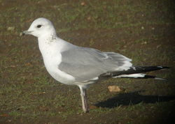 Common Gull photographed at Airport [AIR] on 17/1/2010. Photo: &copy; Mark Guppy