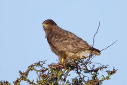 Buzzard photographed at Les Paysans on 17/1/2010. Photo: &copy; Paul Hillion