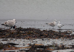 Common Gull photographed at Vazon [VAZ] on 16/2/2010. Photo: &copy; Chris Bale
