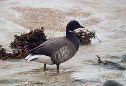 Brent Goose photographed at Rousse [ROU] on 25/2/2010. Photo: &copy; Mark Lawlor