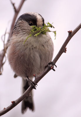 Long-tailed Tit photographed at Rue des Bergers on 1/3/2010. Photo: &copy; Chris Bale