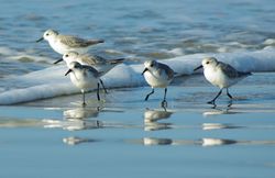 Sanderling photographed at Ladies Bay on 17/1/2010. Photo: &copy; Hugh Nicol