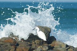 Little Egret photographed at Vazon [VAZ] on 21/2/2009. Photo: &copy; Hugh Nicol