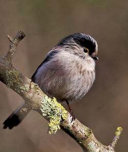 Long-tailed Tit photographed at Rue des Bergers [BER] on 2/3/2010. Photo: &copy; Chris Bale