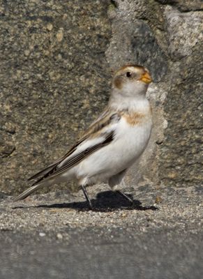 Snow Bunting photographed at La Croix Martin on 15/3/2010. Photo: &copy; Mike Cunningham