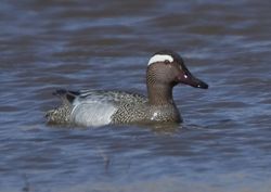 Garganey photographed at Colin Best NR [CNR] on 2/4/2010. Photo: &copy; Mike Cunningham