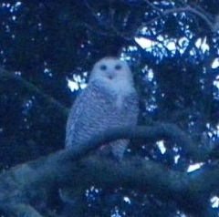  photographed at Herm [HER] on 2/4/2010. Photo: &copy; Eleanor Atkinson