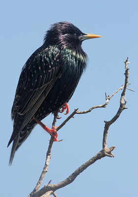 Starling photographed at Fort Le Marchant [MAR] on 9/4/2010. Photo: &copy; Chris Bale