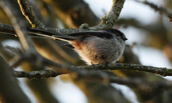 Long-tailed Tit photographed at Reservoir [RES] on 14/4/2010. Photo: &copy; paul bretel
