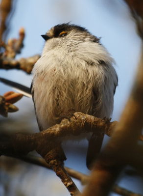 Long-tailed Tit photographed at Reservoir [RES] on 14/4/2010. Photo: &copy; paul bretel