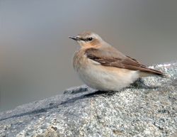 Wheatear photographed at Pulias [PUL] on 21/4/2010. Photo: &copy; Mark Lawlor