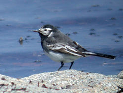 Pied Wagtail photographed at L\'Eree [LER] on 23/4/2010. Photo: &copy; Mark Lawlor