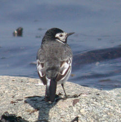 Pied Wagtail photographed at L\'Eree [LER] on 23/4/2010. Photo: &copy; Mark Lawlor