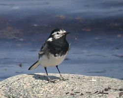 Pied Wagtail photographed at L\'Eree [LER] on 23/4/2010. Photo: &copy; Mark Lawlor