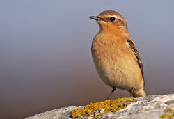 Wheatear photographed at Route de la Rocque on 24/4/2010. Photo: &copy; Chris Bale