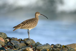 Whimbrel photographed at Shingle Bank [SHI] on 28/4/2010. Photo: &copy; Paul Hillion