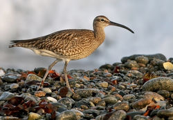 Whimbrel photographed at Shingle Bank [SHI] on 28/4/2010. Photo: &copy; Chris Bale