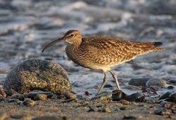 Whimbrel photographed at Shingle Bank [SHI] on 28/4/2010. Photo: &copy; Chris Bale