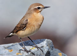 Wheatear photographed at Shingle Bank [SHI] on 27/4/2010. Photo: &copy; Chris Bale