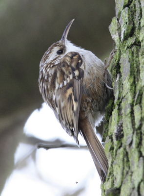 Short-toed Treecreeper photographed at Candie Gardens [CAG] on 1/5/2010. Photo: &copy; Paul Bretel