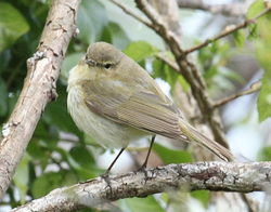 Chiffchaff photographed at Fort George [FOG] on 1/5/2010. Photo: &copy; Paul Bretel
