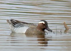 Garganey photographed at Claire Mare [CLA] on 6/5/2010. Photo: &copy; Mark Lawlor