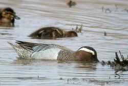 Garganey photographed at Claire Mare [CLA] on 6/5/2010. Photo: &copy; Mark Lawlor