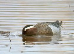 Garganey photographed at Claire Mare [CLA] on 6/5/2010. Photo: &copy; Mark Lawlor
