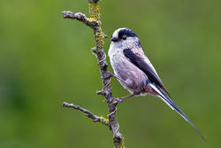 Long-tailed Tit. Photo: &copy; Paul Hillion