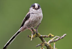 Long-tailed Tit photographed at Select location on 6/5/2010. Photo: &copy; Chris Bale
