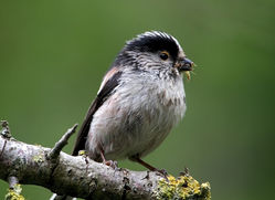 Long-tailed Tit. Photo: &copy; Chris Bale