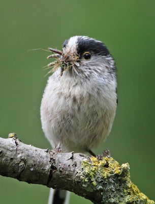 Long-tailed Tit. Photo: &copy; Chris Bale