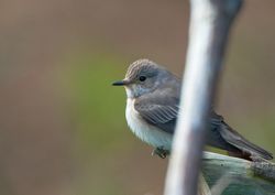 Spotted Flycatcher photographed at Fort Saumarez [FSA] on 9/5/2010. Photo: &copy; Phil Alexander